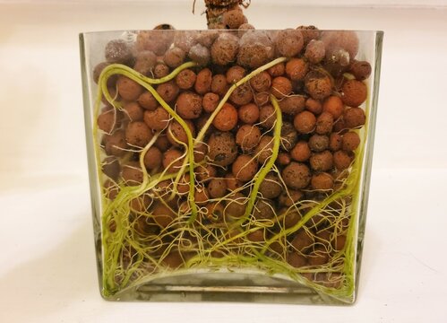 Close up of the healthy Alocasia roots inside a glass container