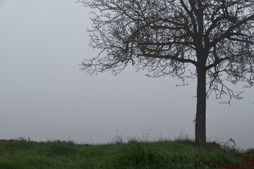 Fog Valle San Bartolomeo, Alessandria, Piedmont, Italy