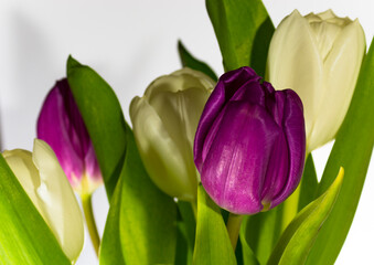 Bouquet of white and purple tulips, on a white background