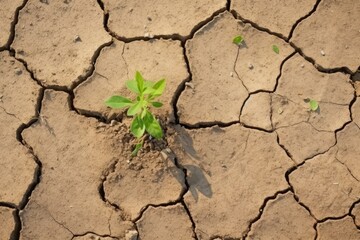 A fresh sprout emerges from the cracked, dry ground, symbolizing hope. New Life in Arid Earth