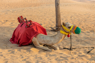 Camel waiting for a tourist ride in a desert of United Arab Emirates - 762748149