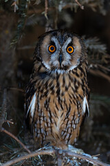 Portrait of a short-eared owl sitting on a tree