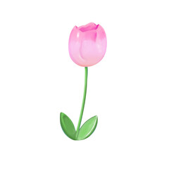 pink tulip isolated