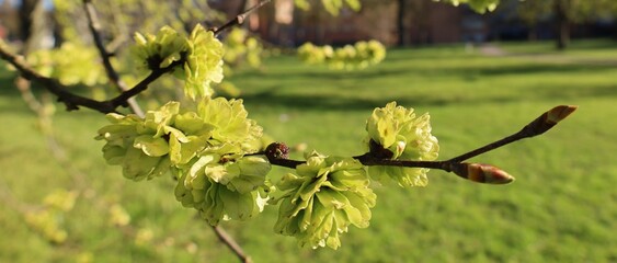 Spring, Tree, Flowers, Park, Nature