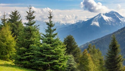 coniferous trees of different types