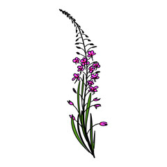 Fireweed,  willowherb, bombweed. Chamaenerion angustifolium flower with leaves and buds. Colorful drawing in engraving vintage style on white background. Botanical hand drawn illustration