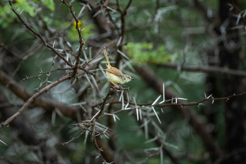 small bird on a thorn tree branch