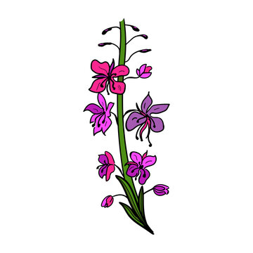Fireweed,  willowherb, bombweed. Chamaenerion angustifolium flower with leaves and buds. Colorful drawing in engraving vintage style on white background. Botanical hand drawn illustration