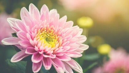 Fototapeta premium beautiful chrysanthemum flower in vintage color style with soft and blured for background