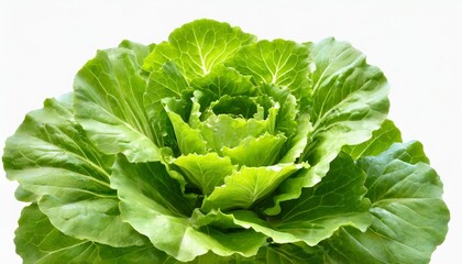 batavia lettuce salad rosette isolated transparent png green leafy veggie - obrazy, fototapety, plakaty