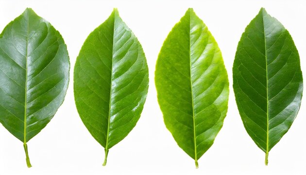 set of lemon green leaf isolated png