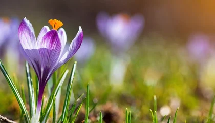 spring crocus flower © Patti