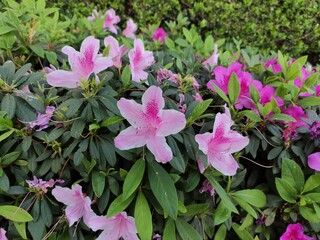 April 6 Happy Bride's Day My world is you. A romantic rose flower6 de abril Feliz Día de la novia Mi mundo eres tú. Una flor rosas románticas 	