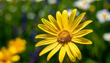 calm flower nature yellow blur background with bokeh