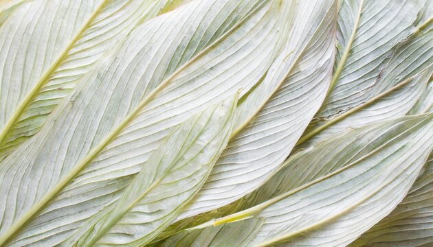 white texture background of leaves close up