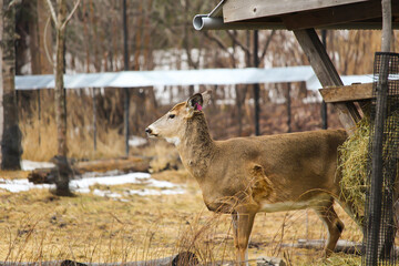 Female deer ecomuseum in Montreal