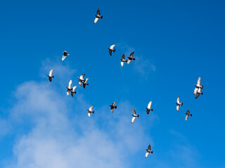 Pigeons in flight
