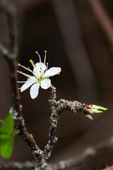 close up of a spring blossom flower