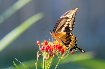 Black Swallowtail and Colorful Milkweed Flowers