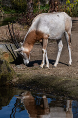 Algazel (Oryx dammah) is an antelope in Amsterdam Artis Zoo. Amsterdam Artis Zoo is oldest zoo in...