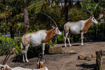 Algazel (Oryx dammah) is an antelope in Amsterdam Artis Zoo. Amsterdam Artis Zoo is oldest zoo in the country. Amsterdam, the Netherlands.