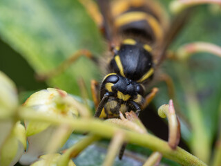 Large yellow striped Wasp or Hornet with large faceted compound eyes on a green leaf. Side view. Macro photography of insects, selective focus, copy space.