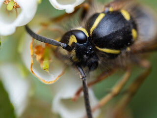 Large yellow striped Wasp or Hornet with large faceted compound eyes on a green leaf. Side view. Macro photography of insects, selective focus, copy space.