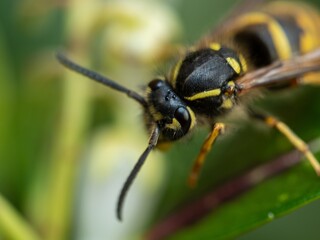 Large yellow striped Wasp or Hornet with large faceted compound eyes on a green leaf. Side view. Macro photography of insects, selective focus, copy space.