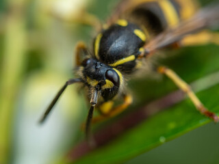 Large yellow striped Wasp or Hornet with large faceted compound eyes on a green leaf. Side view. Macro photography of insects, selective focus, copy space.