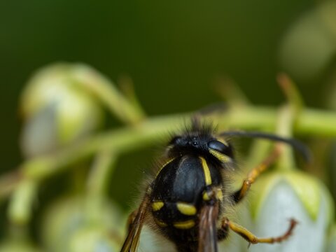 Large yellow striped Wasp or Hornet with large faceted compound eyes on a green leaf. Side view. Macro photography of insects, selective focus, copy space.
