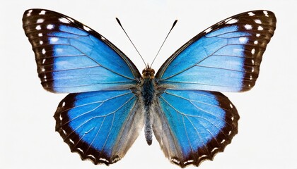 blue lycaenidae butterfly isolated on white background 02