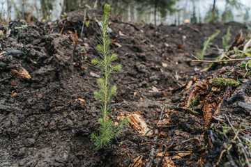 a newly planted spruce in a new growth
