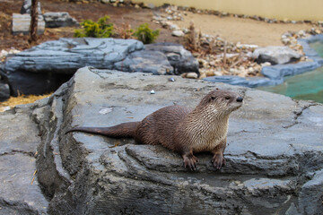 Giant otter in zoo ecomuseum in Montreal