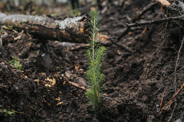 a newly planted spruce in a new growth