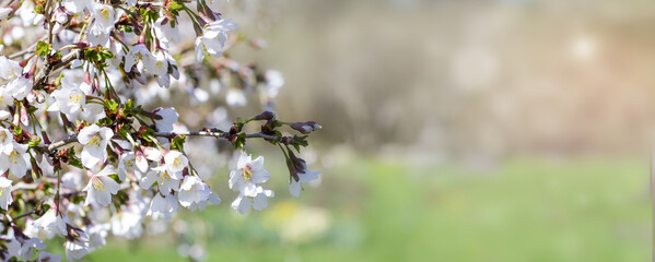 Banner with white flowers on defocus background with blurred lights and highlights. Beautiful spring photo with small flowers on flowering bush in park, space for copy, text and advertising