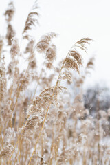 Reeds growing in the swamp close-up, dried flowers, brown beautiful plants. Postcard with dried reeds, space for copy, text and advertising