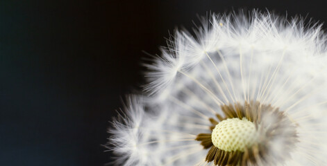 A closeup of a dandelion, a flowering plant in the daisy family, with seeds blowing in the wind, showcasing its delicate petals and pollen dispersal