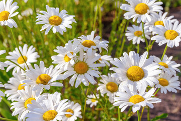 Obraz premium Wild chamomile flowers growing on meadow, lawn, white camomiles, daisy on green grass background. Oxeye daisy, Leucanthemum vulgare, Daisies, Common daisy, Dog daisy, Gardening concept.