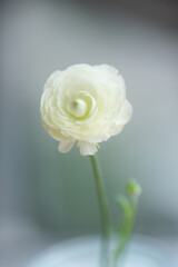 Close-up of the beautiful white Ranunculus flower