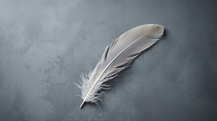 Broken feather on gray background.


