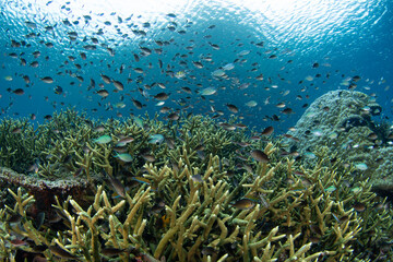 Damselfish feed on zooplankton above a shallow, biodiverse reef in Raja Ampat, Indonesia. This tropical region is known as the heart of the Coral Triangle due to its incredible marine biodiversity.