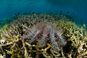 A Crown of thorns sea star, Acanthaster planci, feeds on coral in Raja Ampat, Indonesia. This...