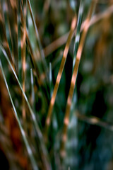 A detailed close-up of fresh green and brown grass blades, highlighting nature's simplicity and...