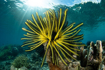 A yellow crinoid, or feather star, clings to a biodiverse reef in Raja Ampat, Indonesia. This...