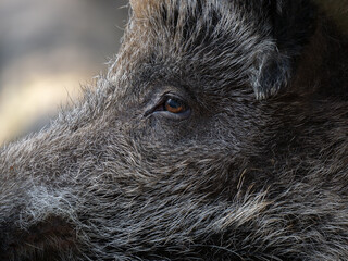 wild boar eye broken background - 762778949
