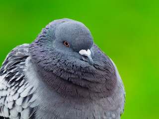 portrait of a dove on a green background - 762778986