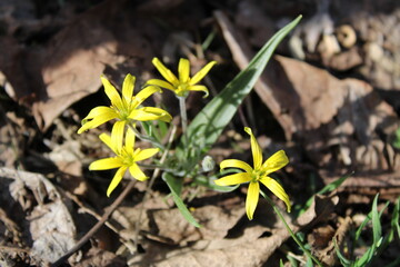 Gagea lutea, known as the Yellow star-of-Bethlehem, is a Eurasian flowering plant species in the...