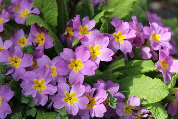 Primula vulgaris, the common primrose, is a species of flowering plant in the family Primulaceae. 