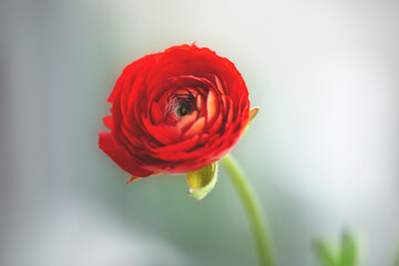 Close-up of the beautiful bright red Ranunculus flower