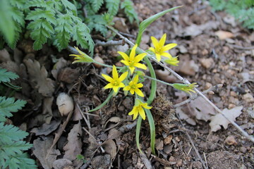 Gagea lutea, known as the Yellow star-of-Bethlehem, is a Eurasian flowering plant species in the family Liliaceae.